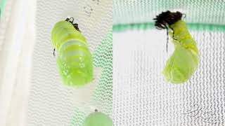 Monarch Caterpillar Pupating [upl. by Baumann67]