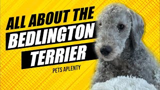 The Bedlington Terrier The Cute Dog Youll Love [upl. by Lakin]