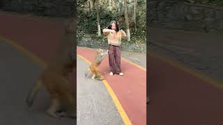 Funny baby monkeys Funny and adorable moments Funny moments that make you laugh to tears 99 [upl. by Manuel]