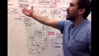 Immunology for nursing students Part 2 [upl. by Collis10]