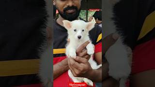 Dogs Pet Market Kolkata owest price puppy dogGallif Street dogs dog market [upl. by Ienttirb]