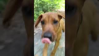 First running with cute ridgeback puppy in the park 🐶 dog nature doglover prague dogshorts [upl. by Nairolf]