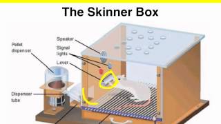 Operant Conditioning  Skinner box experiment  VCE Psychology [upl. by Zea]