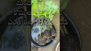 Easy to grow hibiscus plant from cuttings youtubeshorts shorts shortsyoutube hibiscus [upl. by Shippee564]