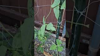 The Best Bean is a Yard Long Bean  Grow This in Your Vegetable Garden [upl. by Nisotawulo441]