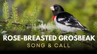 Rose breasted Grosbeak  Song amp Call [upl. by Buffum]