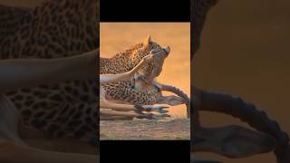 Leopard vs Antelope – A HeartStopping Hunt leopard impala wildlife [upl. by Iaverne]