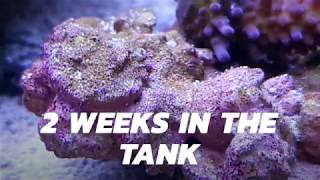 Coralline Algae The secret of growing it fast [upl. by Oirromed]