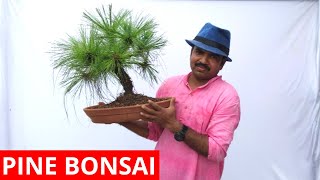 How to make pine bonsai Part 2 [upl. by Enyar891]