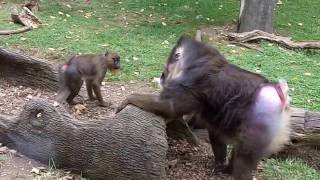 Mandrills acting like humans  the Columbus Zoo [upl. by Hayifas]