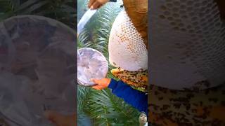 Harvesting Honeycomb Tree 🍯🍯 honeycomb honeybee honeybees shortvideo short shorts shortsviral [upl. by Beauvais]