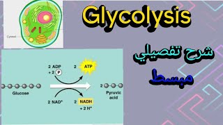 Glycolysis step by step شرح مبسط بالعربي biochemistryGlucose chemistry [upl. by Ahtreb]