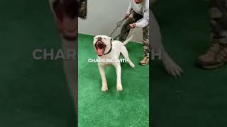 Pitbull vs Dogo Who Wins [upl. by Nyrret]