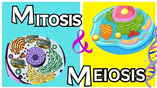 Mitosis vs Meiosis From grade 9th to 12th [upl. by Walburga]