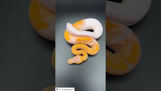 🍌💛 Banana Pinstripe Ball Python Baby ballpython piebald reptile snake ballpythonbreeder [upl. by Kcirted609]