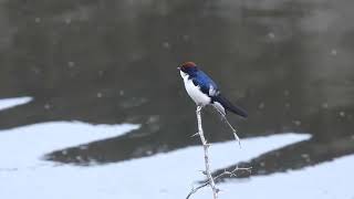 Wire tailed swallow looking all around for its prey at dawn at Sonkhaliya Rajasthan India [upl. by Hedvige]