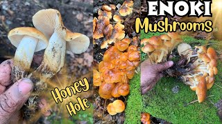 Enoki Mushroom Honey Hole [upl. by Yllor]