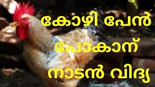 കോഴി പേൻ പോകാൻ നാല് നാടൻ വിദ്യ  kozhi pen pokan  kozhi valarthal tips [upl. by Lucilia]