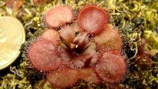 Drosera falconeri Petiolaris Sundew [upl. by Suoirtemed]