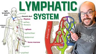 Lymphatic System [upl. by Manthei]