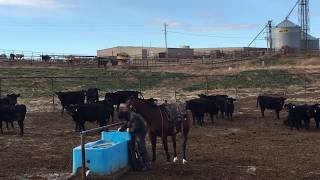 What is life like in a cattle feedlot [upl. by Atiuqrehs505]