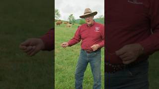 Replace fertilizer with rotational cattle grazing to maximize hay growth and heal the land farming [upl. by Collum]