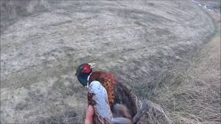 ΚΥΝΗΓΙ ΦΑΣΙΑΝΟ ΣΤΗΝ ΛΗΜΝΟ ΜΕ ΕΠΑΝΙΕΛ 1 PHEASANT HUNT IN LIMNOS GREECE WITH EPAGNEUL BRETON ΠΑΡΤ 1 [upl. by Enitsenre394]