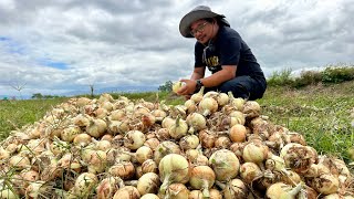 Onion Farms Devastated ng Army Worms Ano ang Solution [upl. by Nelloc]