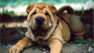 SHAR PEI PUPPIES by Eduardo Durán Haedo [upl. by Janine]