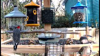 RB woodpecker at Feeder [upl. by Ravo246]