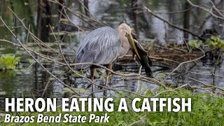 Heron Eating A Catfish at Brazos Bend State Park [upl. by Faso237]