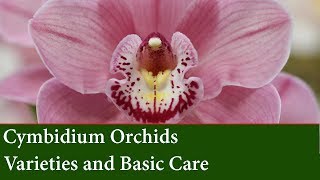 Cymbidium Orchid Varieties and How to grow them [upl. by Aivalf]