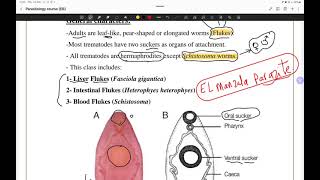 مراجعة ميد بارا أولي تمريض منصورة  trematodes 🪱 [upl. by Otrevogir620]