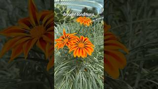 SPECTACULAR Blooms of Gazania rigens  TOUGH DroughtTolerant Flowering Plant [upl. by Dnomar884]