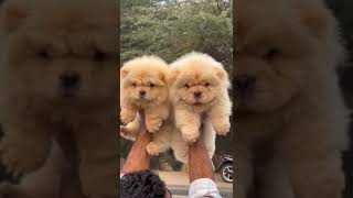 ordinaryquality chow chow female puppy available YouTubePuppies2 PuppySaleVideo3 DogLoversUnite4 [upl. by Merfe]