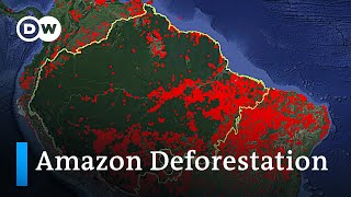 Who is responsible for the Amazon deforestation fires in Brazil  DW Analysis [upl. by Sayce]