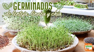 GERMINADOS en casa facilísimos y con 800 más nutrientes [upl. by Donalt659]