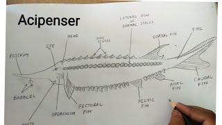 how to draw acipenser sturio fish [upl. by Eanrahc288]