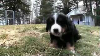 Dogs 101  Bernese Mountain Dog [upl. by Cati]