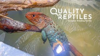 My caiman lizards and how I take care of them Cohabitation with Sailfin Dragons [upl. by Angeli]