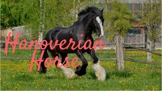 Hanoverian Horse BreedingHouse of Hanover [upl. by Kcorb]