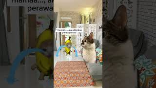 siapa yg diginiin juga fypシ゚viral catlover kucinglucu memekucinglucu [upl. by Uhn423]