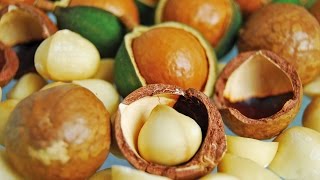 Como Cultivar Macadamia  TvAgro por Juan Gonzalo Angel [upl. by Seigler]