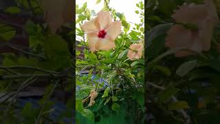 Glowering garden 🌺🌺flowers youtubeshorts newtrending flowergarden hibiscusflower viralshort [upl. by Chester]