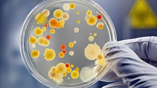 Microbiologie Générale BCG S3 شنو غانقرا في هذه المادة بالدارجة ؟ [upl. by Nahrut]