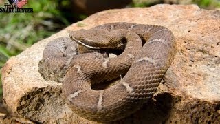 Arizona Ridgenose Rattlesnake [upl. by Kevin641]