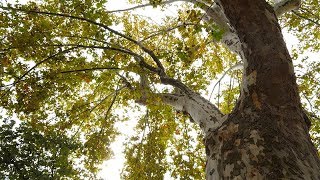 Les arbres en ville  Nîmes [upl. by Lareine]