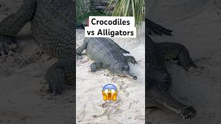 Crocodiles vs Alligators Easiest Way To Tell Apart 😱🐊shorts crocodile [upl. by Brodie575]