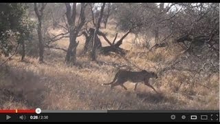 Cheetah Brothers  hunting Kudu Impala and finally a Steenbok [upl. by Veljkov]