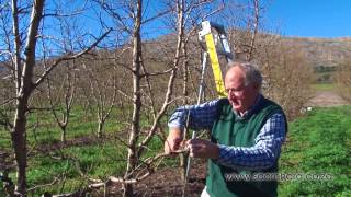 How to prune peach amp nectarine trees [upl. by Euhsoj]